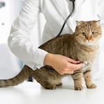 Cabinet Vétérinaire Docteurs Avril et Fraignac