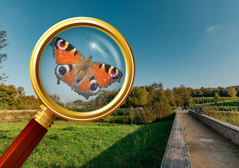 Inventaire participatif sur les papillons au Maharin