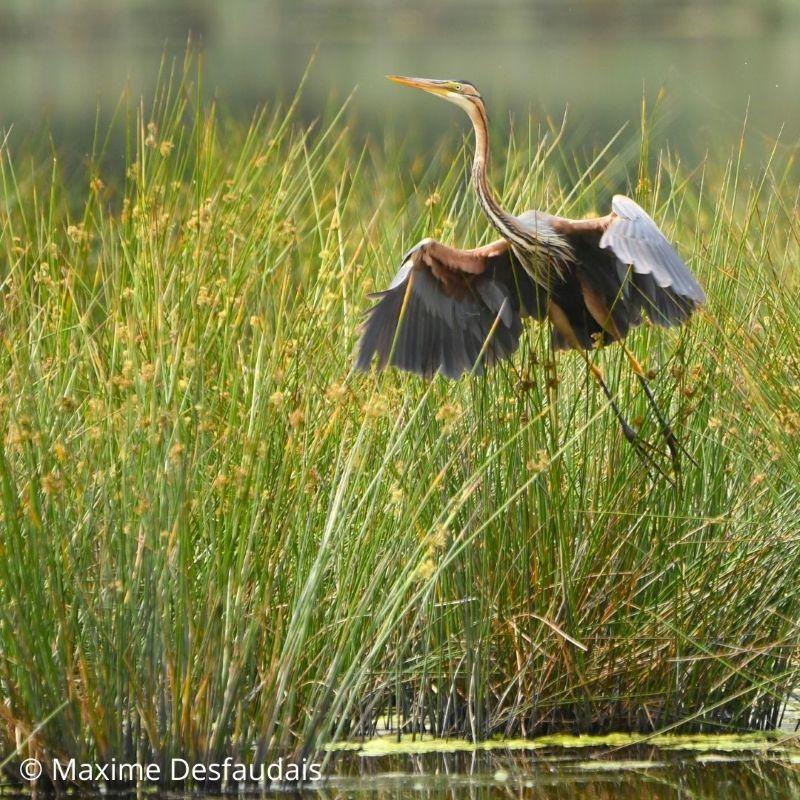 Exposition "La Manche, à battement d'ailes"