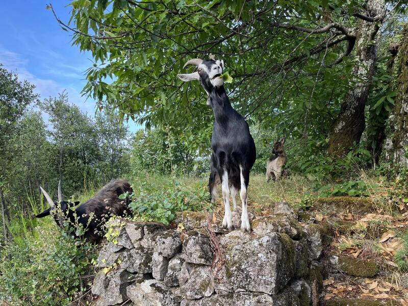 Propriété - 190 m² - 7 pièces