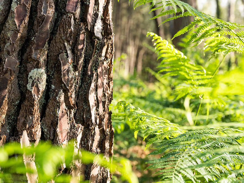 Rencontre et sensibilisation avec la Dfci