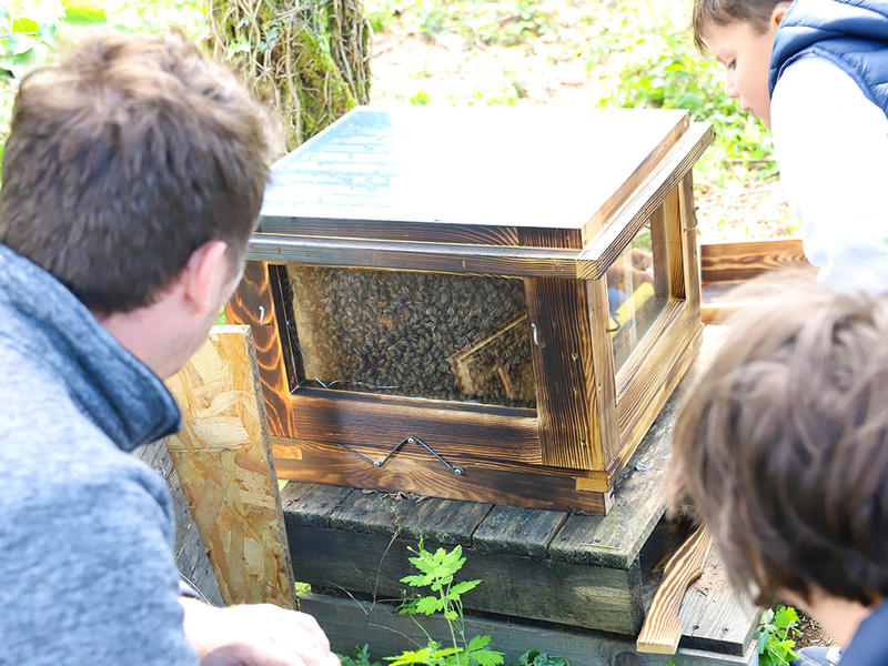 Visite d'un rucher et sa miellerie