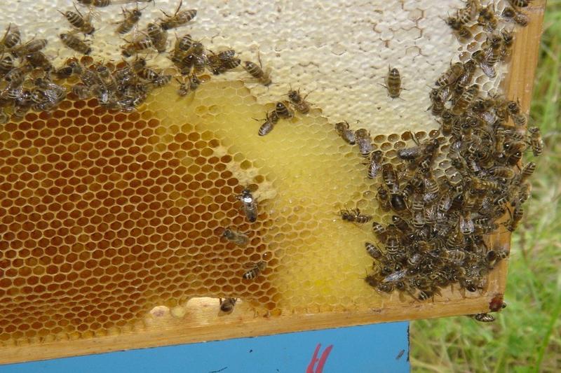 Visite guidée de la miellerie