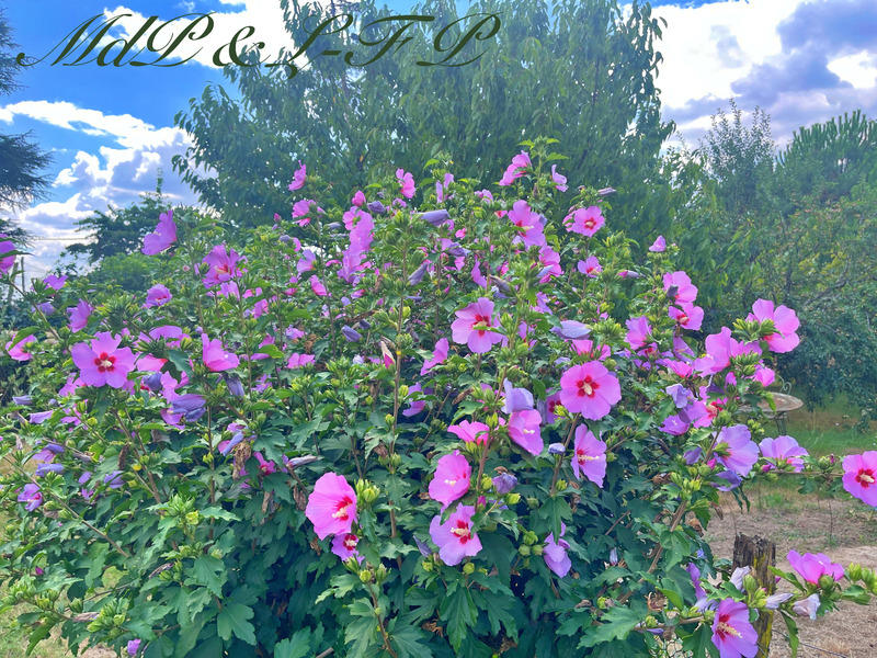 Maison bourgeoise - 356 m² - 10 pièces