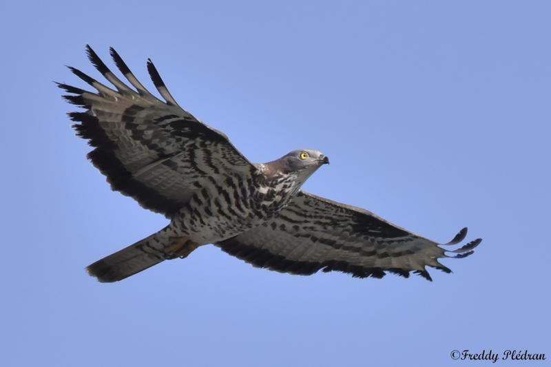 Escales ailées sur les îles - Nouveauté 2026